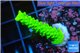 Acropora neon green 3-4 cm WYSIWYG acclimaté