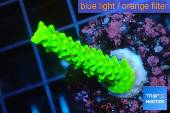 Acropora neon green 3-4 cm WYSIWYG acclimaté
