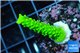 Acropora neon green 3-4 cm WYSIWYG acclimaté