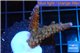 Acropora purple Fijii 2-4 cm WYSIWYG acclimaté