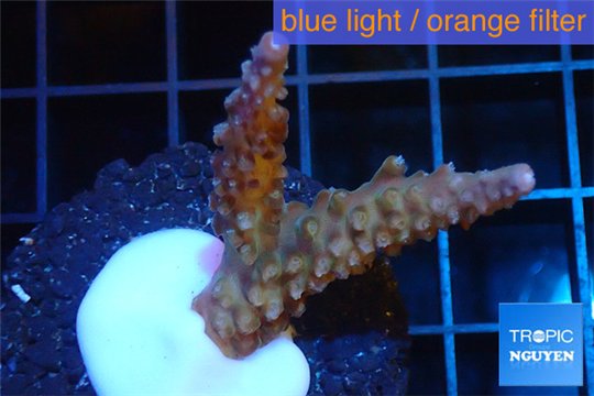 Acropora purple Fijii 2-4 cm WYSIWYG acclimaté
