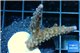 Acropora purple Fijii 2-4 cm WYSIWYG acclimaté