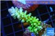 Acropora green & blue tip Fijii 3-5 cm WYSIWYG acclimaté