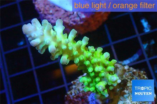 Acropora green & blue tip Fijii 3-5 cm WYSIWYG acclimaté