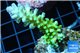 Acropora green & blue tip Fijii 3-5 cm WYSIWYG acclimaté