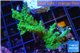 Acropora green & purple tip 4-6 cm WYSIWYG acclimaté