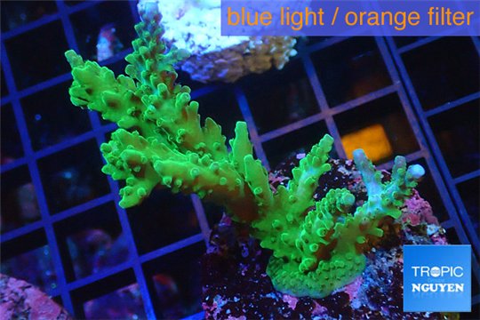 Acropora green & purple tip 4-6 cm WYSIWYG acclimaté