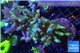 Acropora granulosa green purple tip Indonesia 10-13 cm WYSIWYG acclimaté