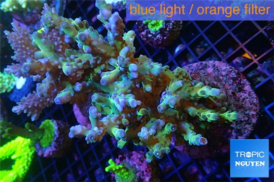 Acropora granulosa green purple tip Indonesia 10-13 cm WYSIWYG acclimaté