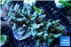 Acropora granulosa green purple tip Indonesia 10-13 cm WYSIWYG acclimaté