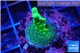 Acropora green & yellow polyps Fijii 2-3 cm WYSIWYG acclimaté