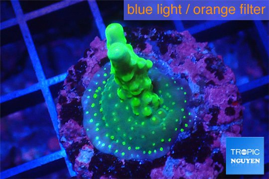 Acropora green & yellow polyps Fijii 2-3 cm WYSIWYG acclimaté
