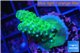Acropora humilis green & purple tip 2-4 cm WYSIWYG acclimaté