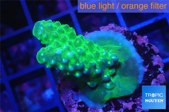 Acropora humilis green & purple tip 2-4 cm WYSIWYG acclimaté