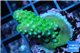 Acropora humilis green & purple tip 2-4 cm WYSIWYG acclimaté