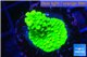 Acropora neon green 2-4 cm WYSIWYG acclimaté