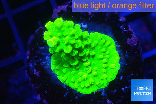 Acropora neon green 2-4 cm WYSIWYG acclimaté