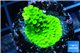 Acropora neon green 2-4 cm WYSIWYG acclimaté