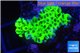 Montipora green purple polyps 2-3 cm WYSIWYG acclimaté
