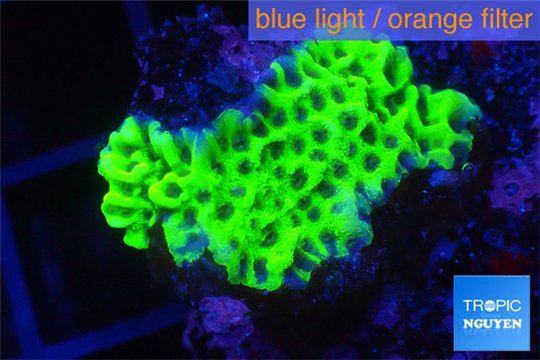 Montipora green purple polyps 2-3 cm WYSIWYG acclimaté