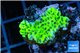 Montipora green purple polyps 2-3 cm WYSIWYG acclimaté