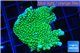 Montipora green purple polyps 4-5 cm WYSIWYG acclimaté