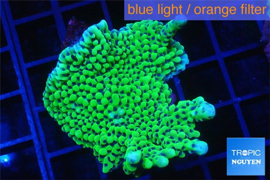 Montipora green purple polyps 4-5 cm WYSIWYG acclimaté