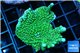 Montipora green purple polyps 4-5 cm WYSIWYG acclimaté