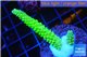 Acropora neon green 2-4 cm WYSIWYG acclimaté