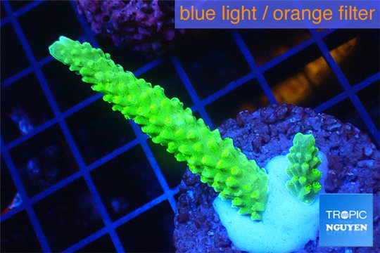 Acropora neon green 2-4 cm WYSIWYG acclimaté