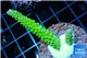 Acropora neon green 2-4 cm WYSIWYG acclimaté