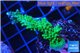 Acropora green & purple tip 3-5 cm WYSIWYG acclimaté
