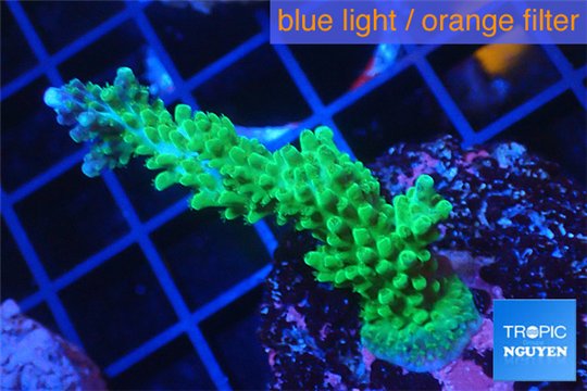 Acropora green & purple tip 3-5 cm WYSIWYG acclimaté
