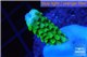 Acropora neon green 2-3 cm WYSIWYG acclimaté
