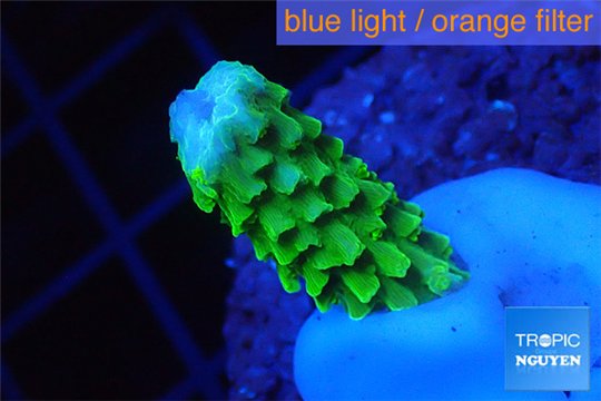 Acropora neon green 2-3 cm WYSIWYG acclimaté