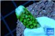 Acropora neon green 2-3 cm WYSIWYG acclimaté