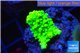 Acropora neon green 2-3 cm WYSIWYG acclimaté
