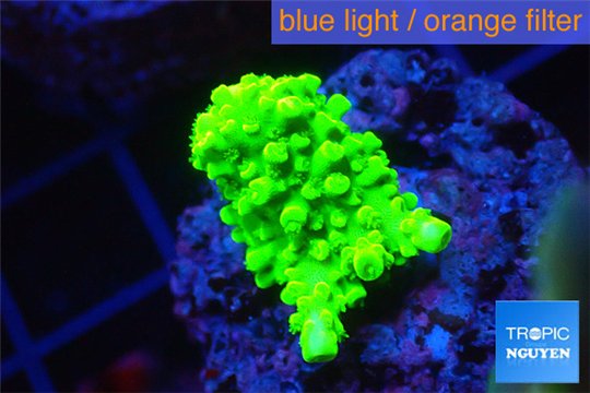 Acropora neon green 2-3 cm WYSIWYG acclimaté