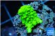 Acropora neon green 2-3 cm WYSIWYG acclimaté