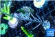 Gorgonia symbiotic 8-10 cm WYSIWYG acclimaté