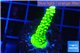 Acropora neon green 3-5 cm WYSIWYG acclimaté