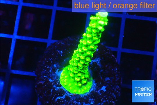 Acropora neon green 3-5 cm WYSIWYG acclimaté