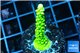 Acropora neon green 3-5 cm WYSIWYG acclimaté
