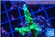 Acropora green & purple tip 3-5 cm WYSIWYG acclimaté