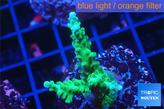 Acropora green & purple tip 3-5 cm WYSIWYG acclimaté