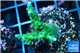 Acropora green & purple tip 3-5 cm WYSIWYG acclimaté