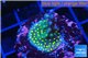 Acropora nana 3-5 cm WYSIWYG acclimaté