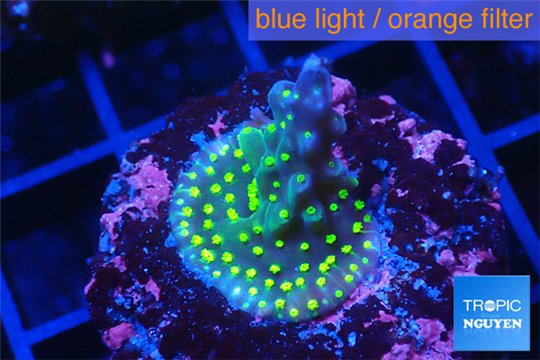 Acropora nana 3-5 cm WYSIWYG acclimaté