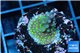 Acropora nana 3-5 cm WYSIWYG acclimaté