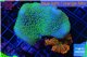 Sarcophyton green polyps + Discosoma red superman 4-7 cm WYSIWYG acclimaté
